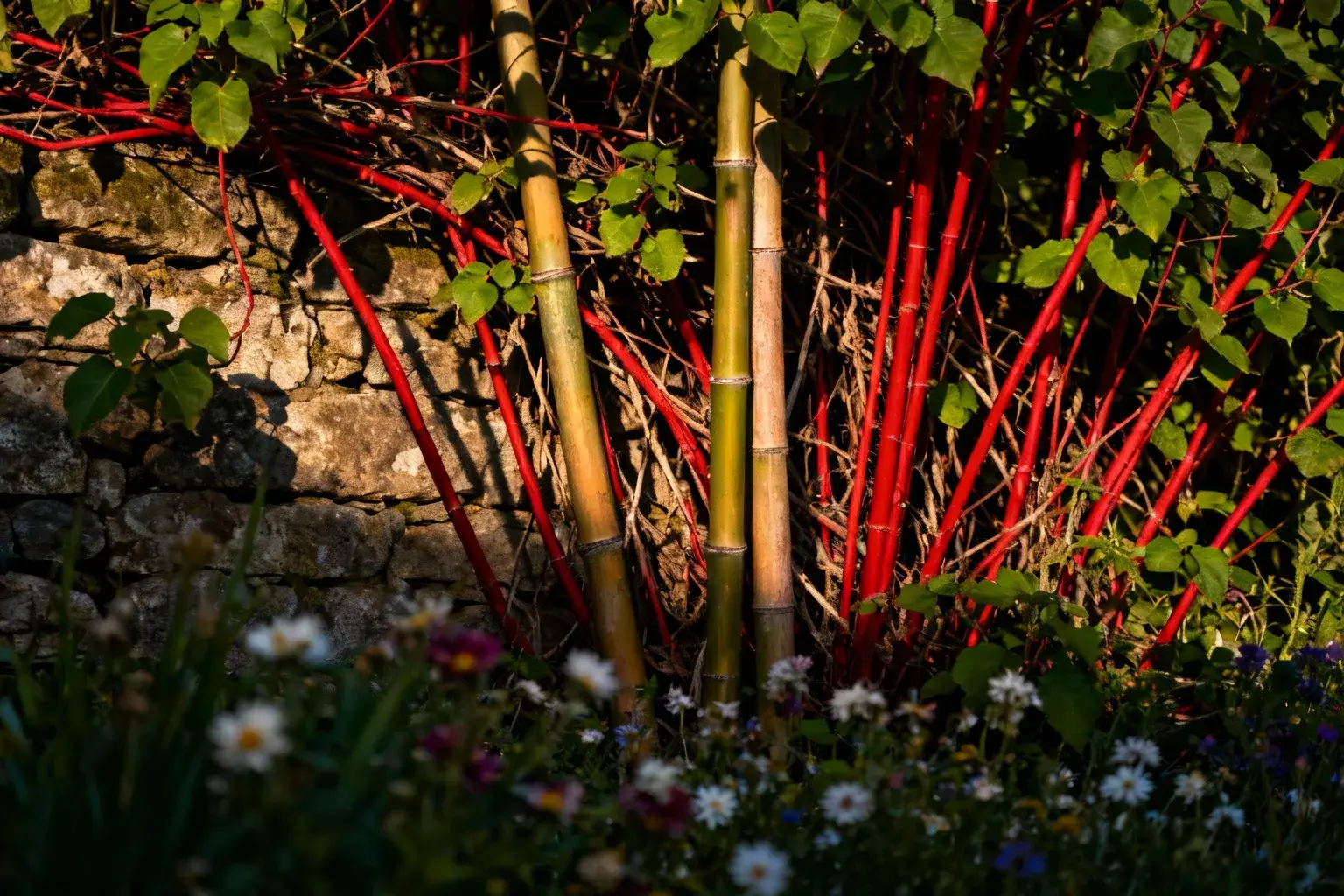 En Europe 26 nouvelles plantes interdites depuis août changent la donne pour les jardins